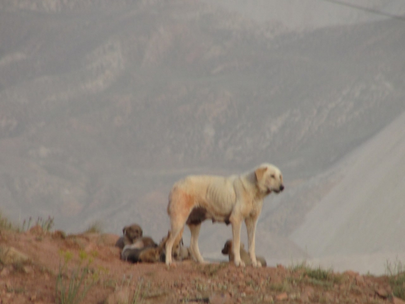 سگ و توله هایش روی کوهستان تبریز